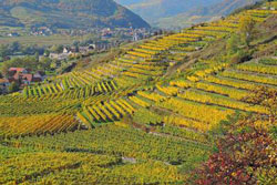 csm_HerbstlicheWeinlandschaftDuernstein__Donau-Niederoesterreich-Michael_Bernleitner_89a2c3b93a
