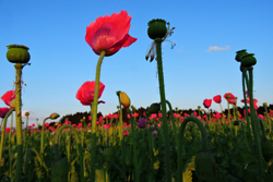 mohnbluete-rot-mohnhof-gressl