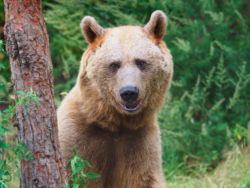 Bärenwald-Arbesbach-Bär-Erich-(C)VIER-PFOTEN-Mairhofer